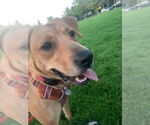 Small #3 Labrador Retriever Mix