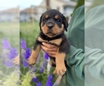 Small Photo #2 Rottweiler Puppy For Sale in FREEPORT, NY, USA