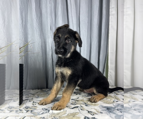 Medium Photo #5 German Shepherd Dog Puppy For Sale in GREENWOOD, IN, USA
