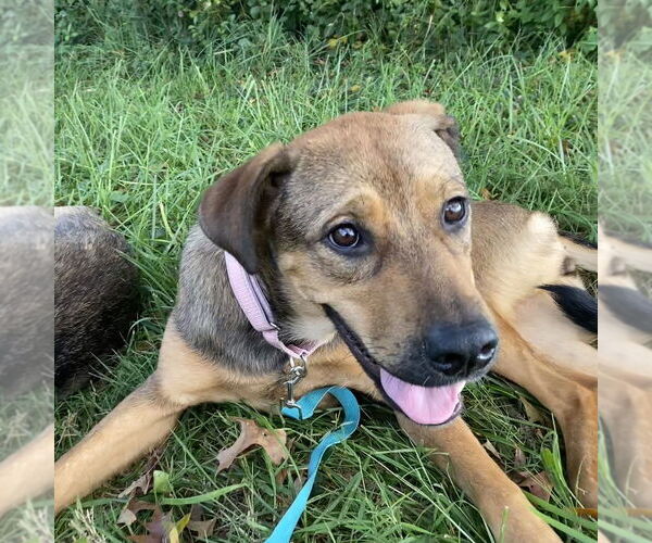 Medium Photo #1 German Shepherd Dog-Unknown Mix Puppy For Sale in Brewster, NY, USA