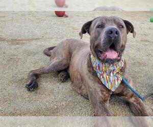 Mutt Dogs for adoption in Placerville, CA, USA