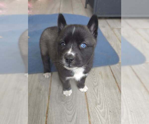 Medium Photo #5 Siberian Husky-Unknown Mix Puppy For Sale in Raleigh, NC, USA