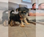 Small Photo #14 Yorkshire Terrier Puppy For Sale in NORTHGLENN, CO, USA