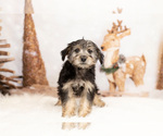 Puppy 17 Poodle (Toy)-Yorkshire Terrier Mix