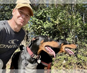 Doberman Pinscher Puppy for sale in HATTIESBURG, MS, USA