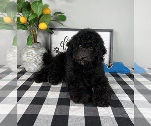 Bernedoodle (Miniature) Puppy for sale in FRANKLIN, IN, USA