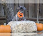 Small Photo #3 ShihPoo Puppy For Sale in Pittsburg, CA, USA