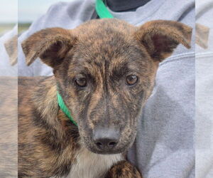 German Shepherd Dog-Red Heeler Mix Dogs for adoption in Huntley, IL, USA