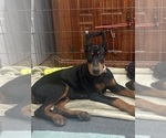 Puppy Pink Dot Female Doberman Pinscher