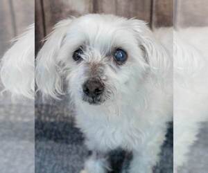 Maltese-Unknown Mix Dogs for adoption in Kennesaw, GA, USA