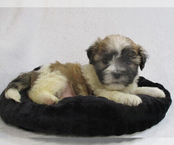 Medium Photo #3 Zuchon Puppy For Sale in THORP, WI, USA
