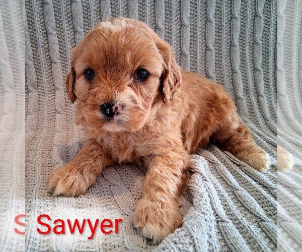 Medium Photo #2 Cavapoo (Miniature) Puppy For Sale in STANLEY, WI, USA