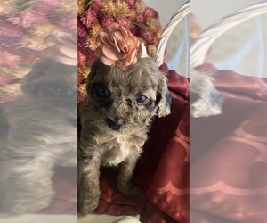 Cavapoo Puppy for sale in KLEIN, TX, USA