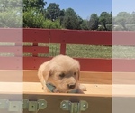 Small Photo #19 Golden Retriever Puppy For Sale in AUSTIN, KY, USA