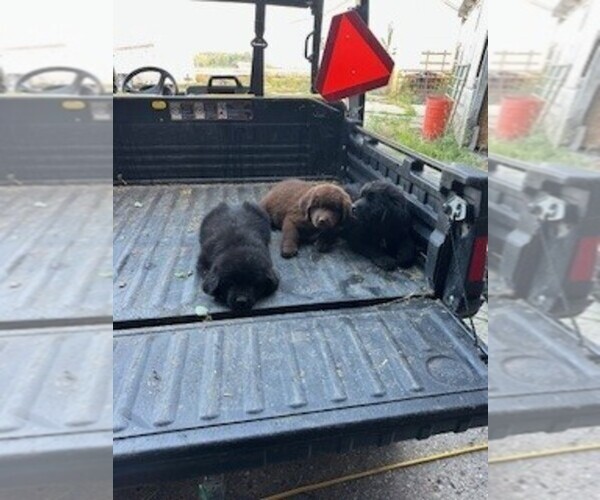 Medium Photo #1 Newfoundland Puppy For Sale in RENSSELAER, IN, USA