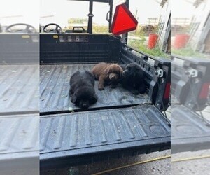 Newfoundland Litter for sale in RENSSELAER, IN, USA