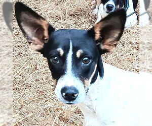 Mutt Dogs for adoption in Rutherfordton, NC, USA