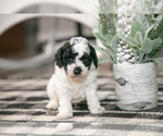 Puppy Bouncer Poodle (Miniature)