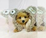 Small #10 Poodle (Toy)