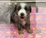 Puppy Prince Charming Miniature Australian Shepherd