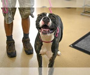 American Pit Bull Terrier-Unknown Mix Dogs for adoption in Decatur, IL, USA