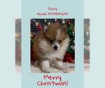Small Photo #1 Pomeranian Puppy For Sale in AZLE, TX, USA
