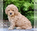 Small #2 Goldendoodle (Miniature)