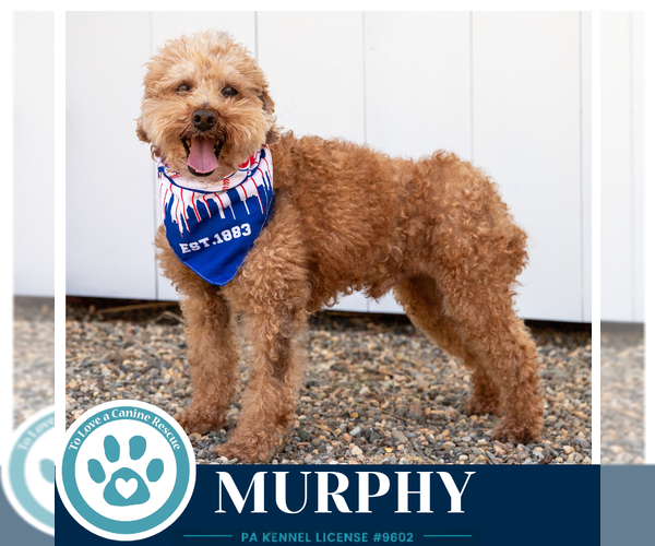 Medium Photo #8 Poodle (Miniature) Puppy For Sale in Kimberton, PA, USA