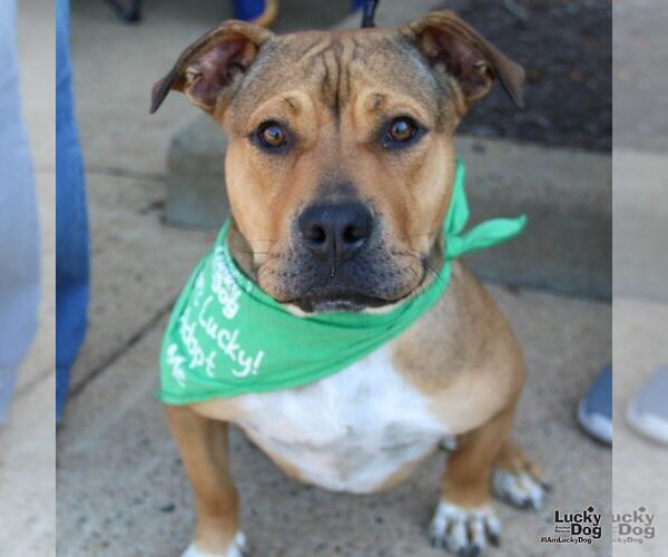 Medium Photo #4 Mutt Puppy For Sale in Washington, DC, USA