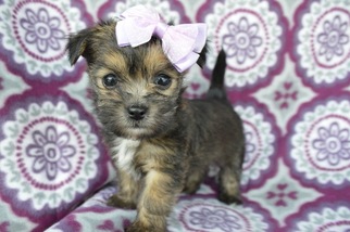Havashire Puppy for sale in LANCASTER, PA, USA