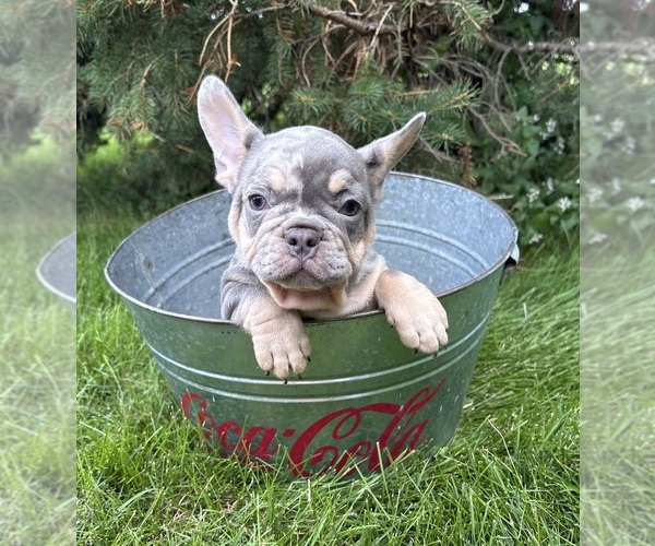 Medium Photo #3 French Bulldog Puppy For Sale in MIDDLEBURY, IN, USA