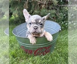 Small #2 French Bulldog