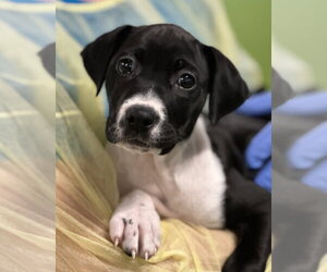 Mutt Dogs for adoption in Elmsford, NY, USA