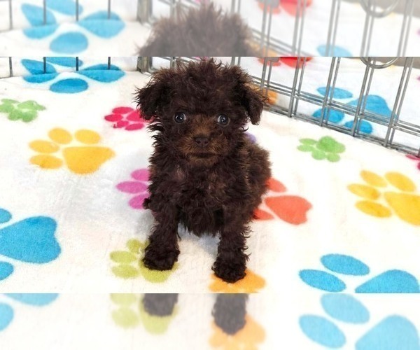 Medium Photo #7 Cockapoo (Toy)-Poodle (Toy) Mix Puppy For Sale in ORO VALLEY, AZ, USA