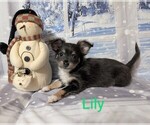 Puppy Puppy 7 lily Chihuahua
