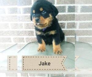 Rottweiler Puppy for sale in KALAMAZOO, MI, USA
