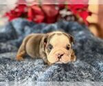 Small #3 English Bulldog