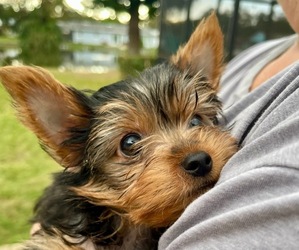 Yorkshire Terrier Puppy for Sale in MADEIRA BEACH, Florida USA