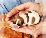 Small Photo #9 Chihuahua Puppy For Sale in MOUNT AIRY, NC, USA
