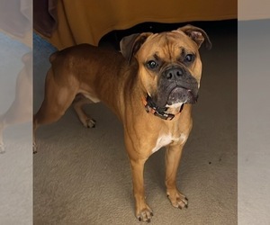 Father of the Mastiff puppies born on 03/06/2025