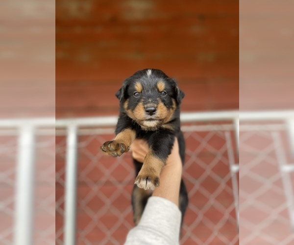 Medium Photo #12 Australian Shepherd Puppy For Sale in SAINT MATTHEWS, SC, USA