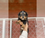 Small Photo #12 Australian Shepherd Puppy For Sale in SAINT MATTHEWS, SC, USA