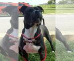 Small #1 American Pit Bull Terrier Mix