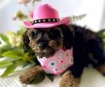 Puppy Callie Schnoodle (Miniature)