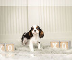 Small #2 Cavalier King Charles Spaniel