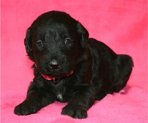 Labradoodle Puppy for sale in COSHOCTON, OH, USA