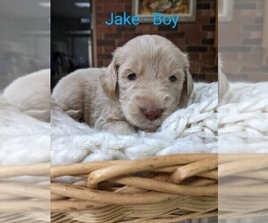 Aussiedoodle-Goldendoodle Mix Puppy for Sale in SOUTHFIELD, Michigan USA
