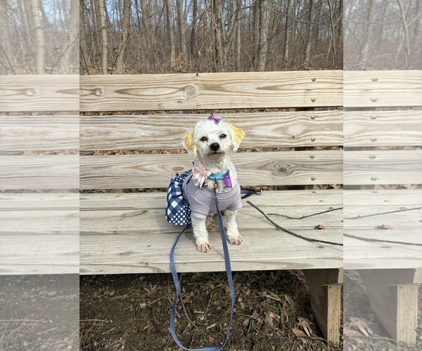 Medium Photo #3 Bichon Frise Puppy For Sale in Mukwonago, WI, USA