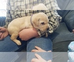 Puppy 5 Labrador Retriever