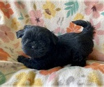 Small #2 Shih Tzu